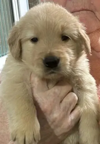 Golden Retriever - Filhote Disponível Agora
