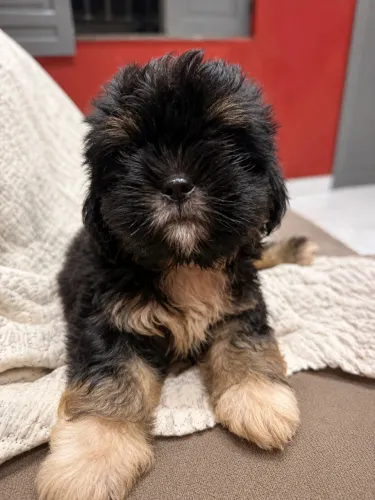 Vendo filhote de shih tzu puro 
