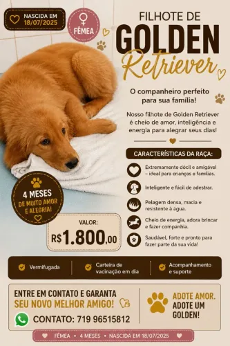 Vende-se linda filhote de golden retriever fêmea