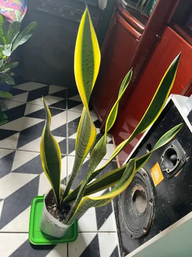 Vende se plantas