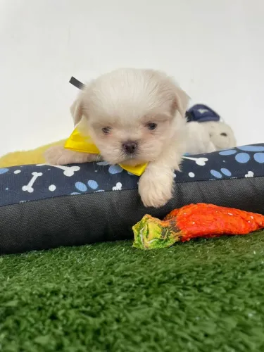 Shihtzu mAcho na cor branco 