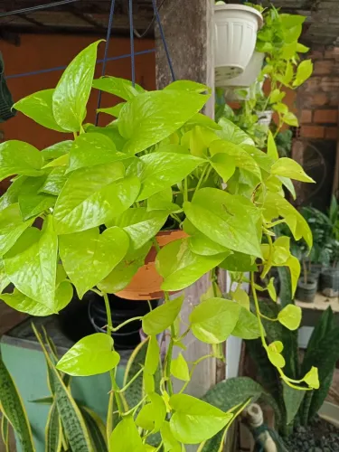 Planta ornamental pendente jiboia neonn