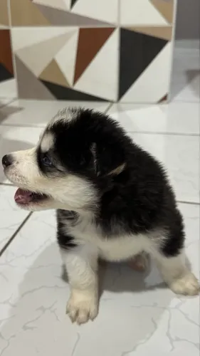 FILHOTES DE HUSKY SIBERIANO