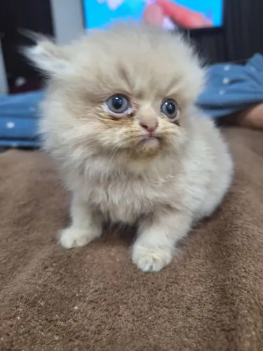 Gatinho Persa