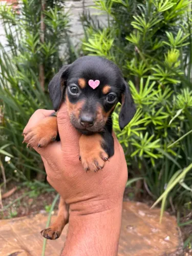 fêmea dachshund