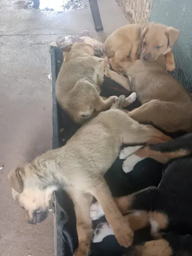 pets doação.