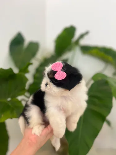 FILHOTE DE SHIHTZU MINI