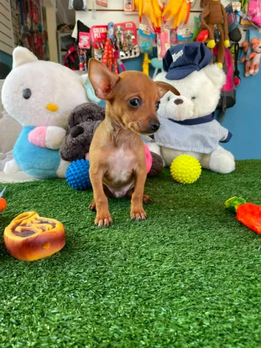 Pisncher mini na cor dourada 