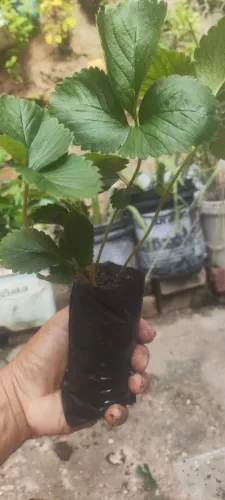 Muda de Morango