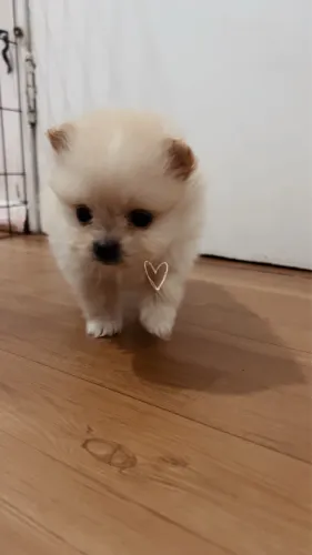 Lulu da pomerania