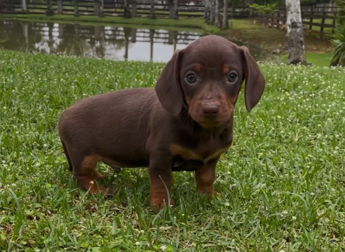 Lindo menino dachshund