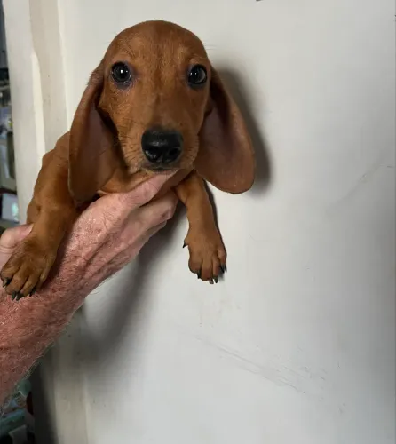 Filhote de dachshunds machos 