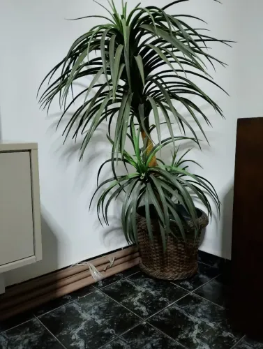 coqueiro artificial 