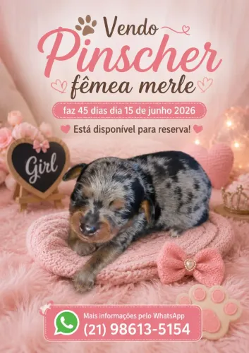 Vendo ou troco filhote Pinscher merle fêmea 
