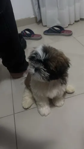 Cachorro shih tzu