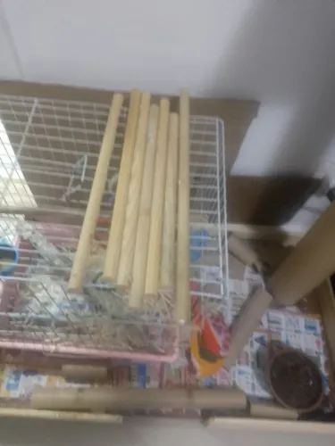 Ítens Para Calopisita 