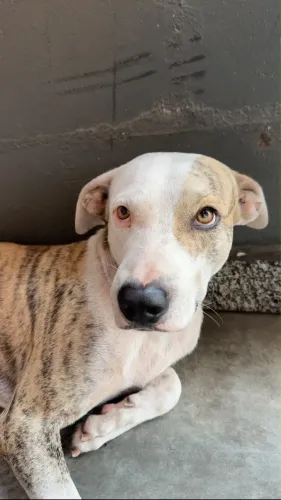 Adoção responsável desse lindo cachorro