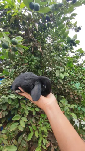 Coelho Mini Lop - Entrega grátis para Brasilia-DF