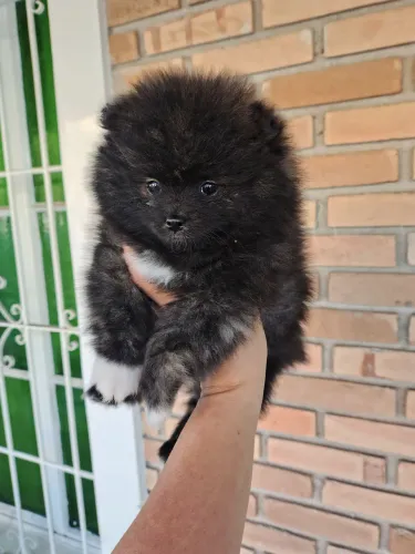 Spitz alemão cinza sabre urso