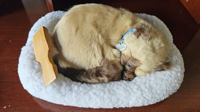 Gato que respira perfect petzz