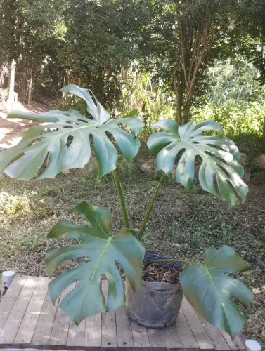 Planta costela de Adão (grande)