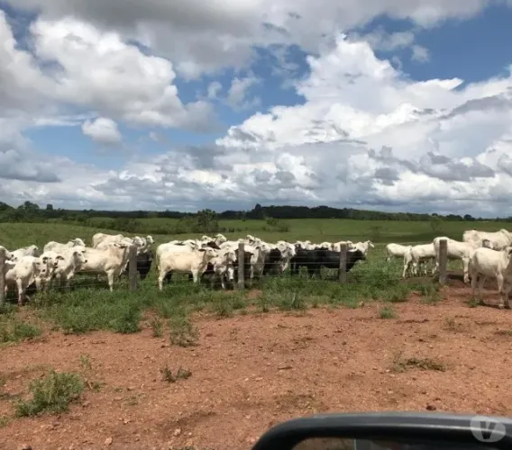 1400 hectares fazenda pronta por 45 milhões de reais há 57 km de Belém do Pará