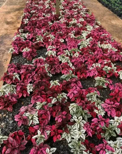 Plantas Ornamentais para Revenda    (Atacado e Varejo)