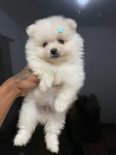 Lulu da pomerania ursinho / branco perola 
