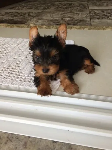 Yorkshire Terrier os mais fofos de são Paulo