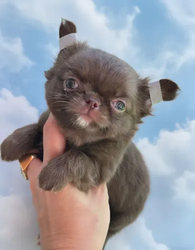 Chihuahua chocolate.   A cor mais desejada 