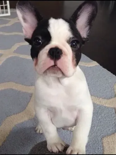 Bulldog Francês pirata, preto, creme, chame pelo what's *