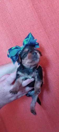 FILHOTES YORKSHIRE  TERRIER 