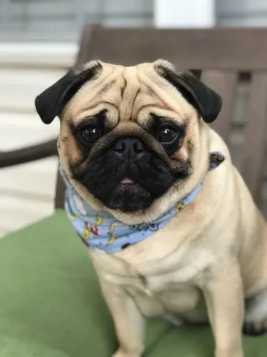Pug filhote disponível com efeites 
