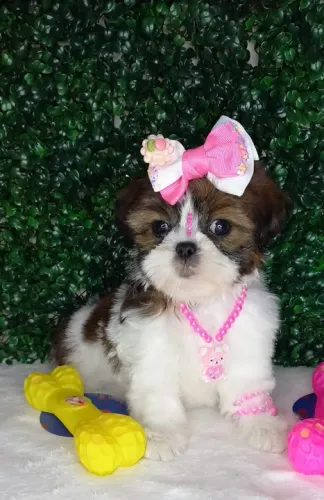 Shih-Tzu Pequeno Fêmea Tricolor A Melhor Companhia para Você