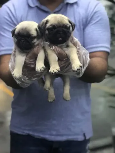 Pug preto/abricot, 7 clinicas e oferecemos suporte veterinário exclusivo em todo Brasil!