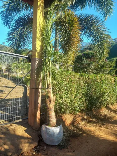 M.DE COCO ANÃO VERDE. Favor ler o anúncio. . 