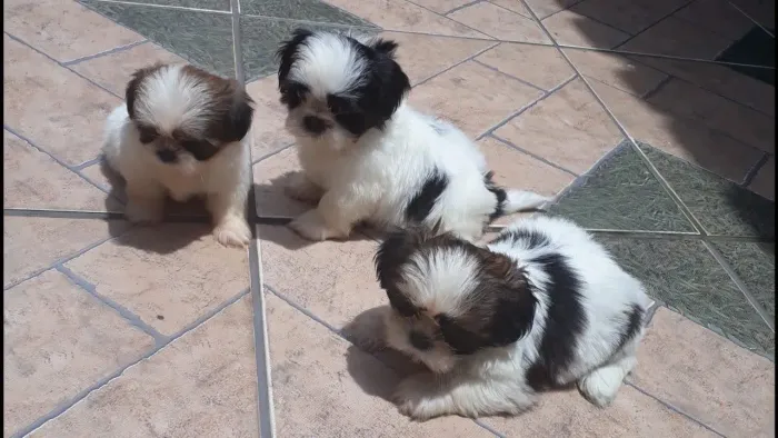 Shihtzu seu novo amigo pet / vacina pedigree