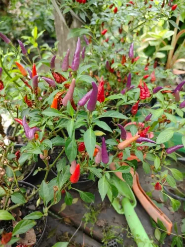 Pimenta Acapulco colorida cores vibrantes no seu jardim!