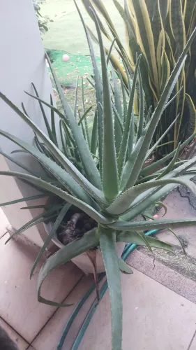 Aloe Vera - planta já adulta 