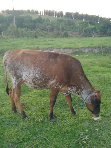 Vacas primeira cria ou Troco por carro