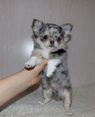 Chihuahua pelo longo e pelo curto lindos filhotes