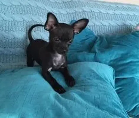 Tranquilos Pinscher disponíveis!