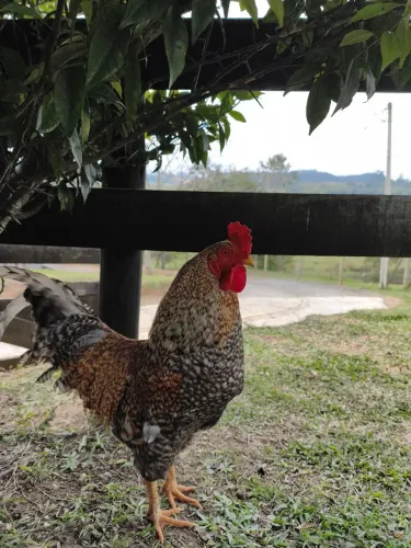 Galo Caipira