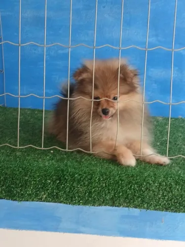 Spitz Macho Anãozinho Laranja 