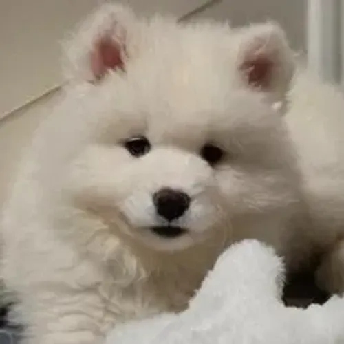 Samoyeda,Samoyeda Filhote de Estrutura Excepcional e Aparência Deslumbrante