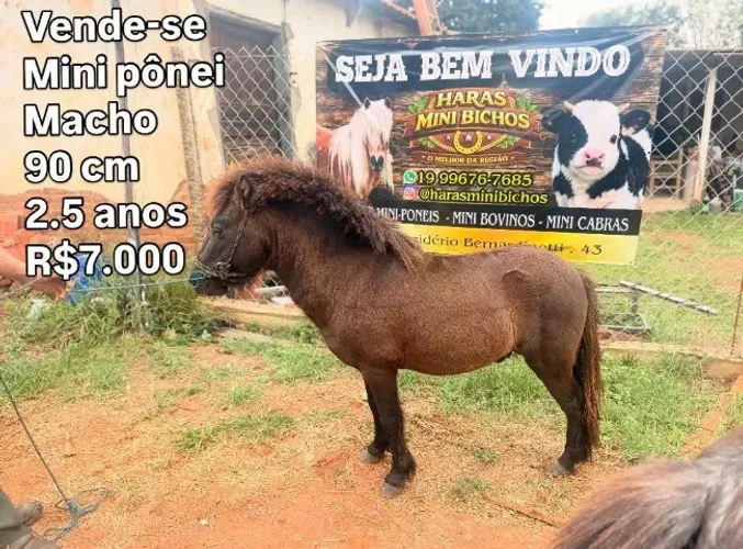 Mini Pônei lindo