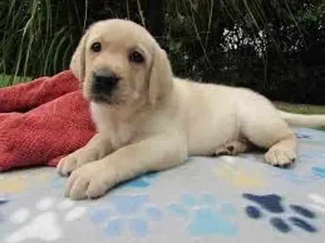 Labrador O amigo que nunca decepciona.