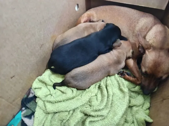 Vendo filhotes de pinscher.