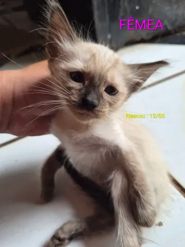 Gatinhos para adoção 