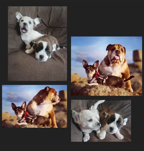 Filhotes de bull dog com chihuahua pequeno porte